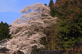 駒止め桜