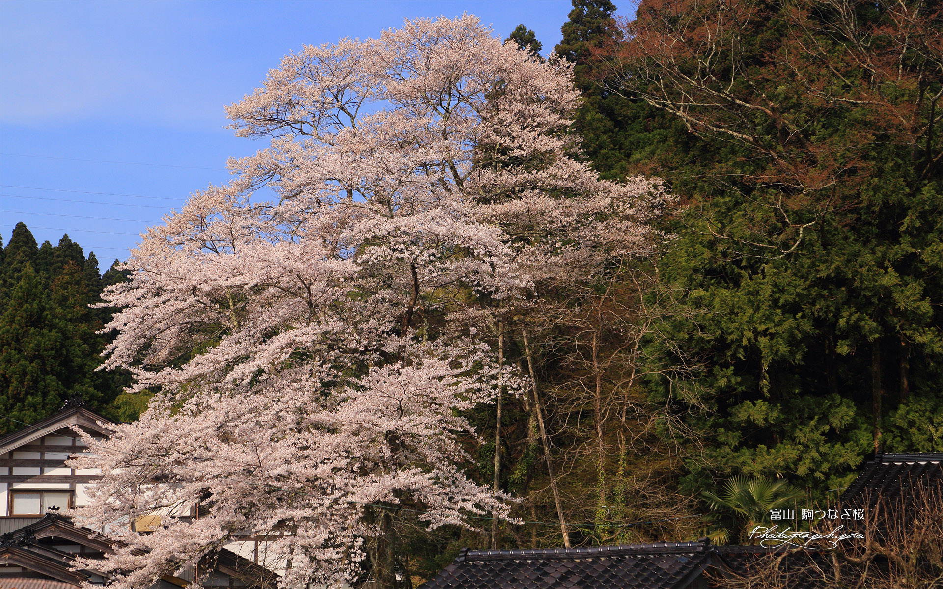 駒止め桜
