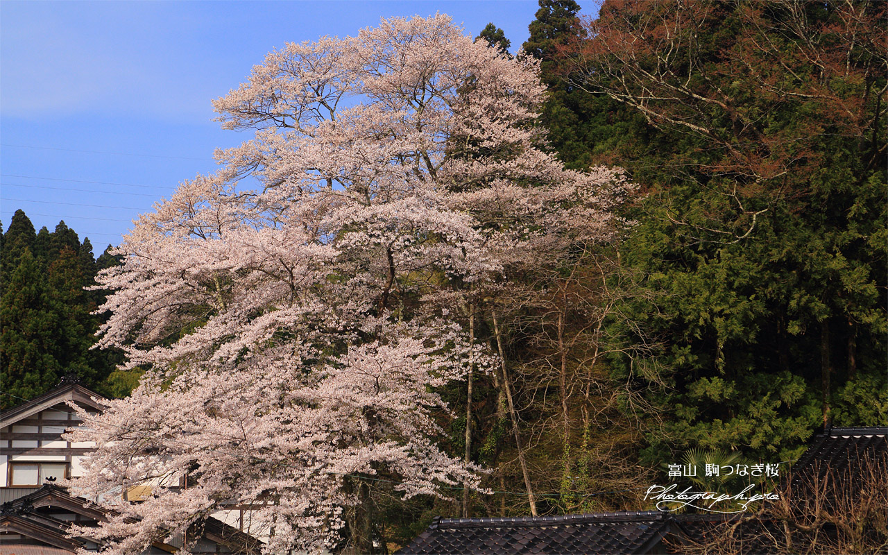 駒止め桜 壁紙