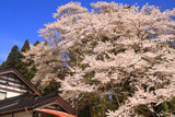 駒つなぎ桜