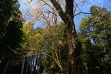 神明社のエドヒガン