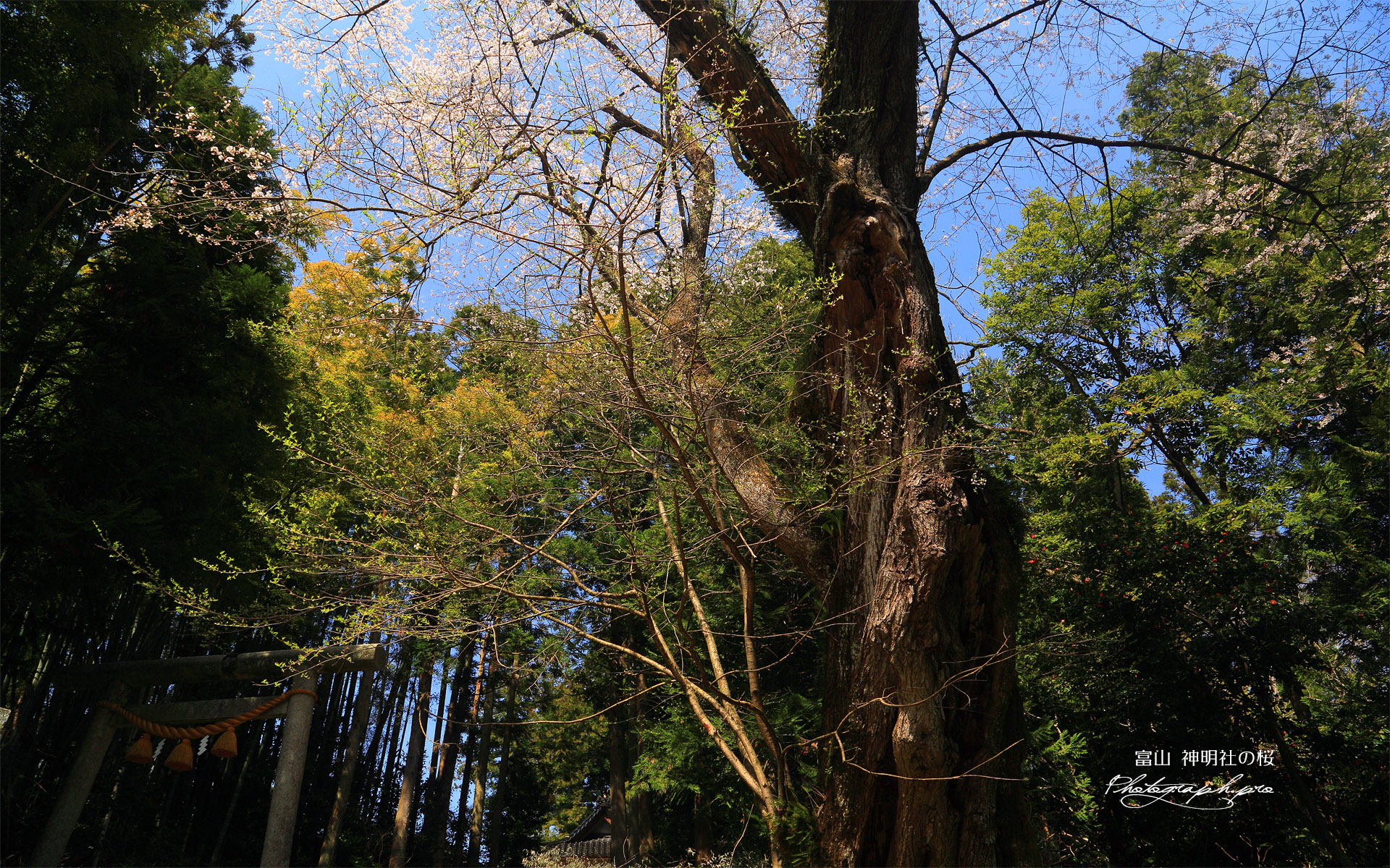 神明社のエドヒガン