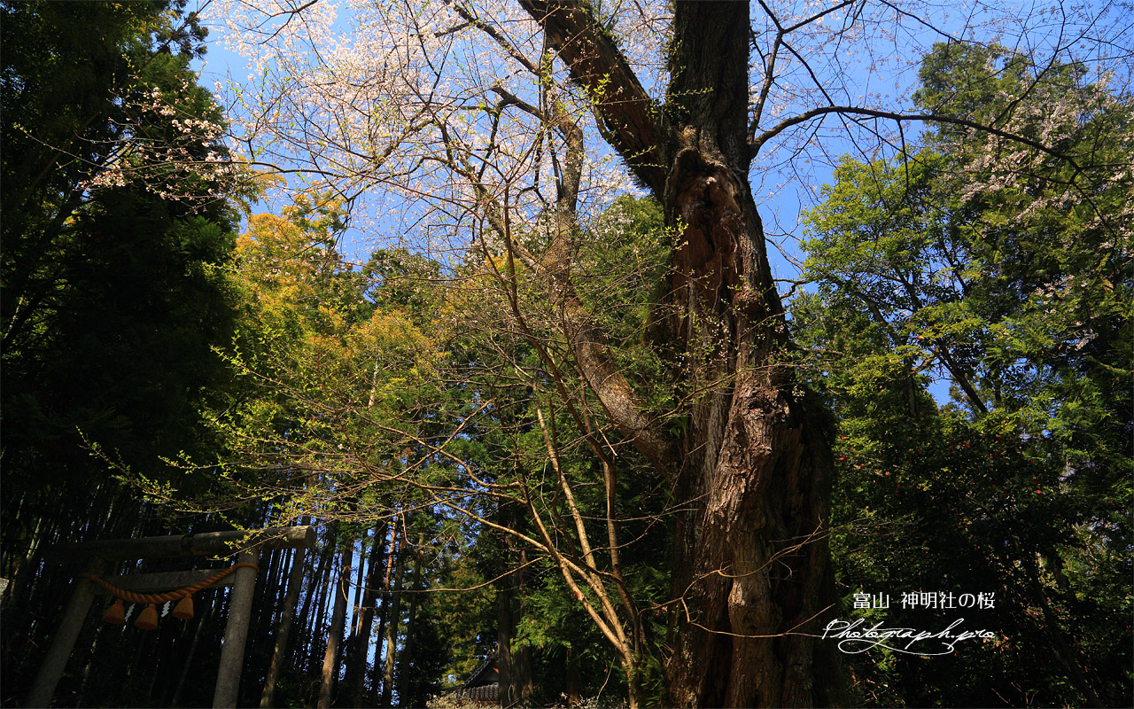 神明社のエドヒガン 壁紙