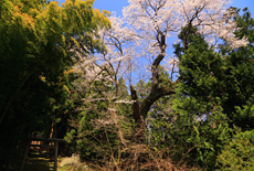 神明社の桜