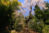 神明社の桜