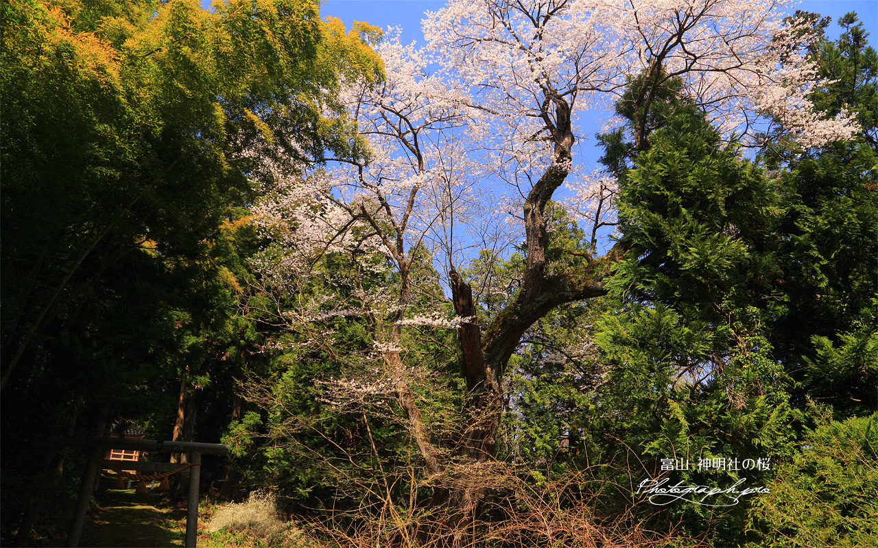 神明社の桜 壁紙