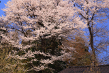 花尾の江戸彼岸桜