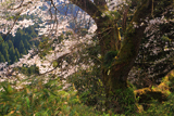 花尾の江戸彼岸桜
