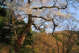 上河内の薄墨桜