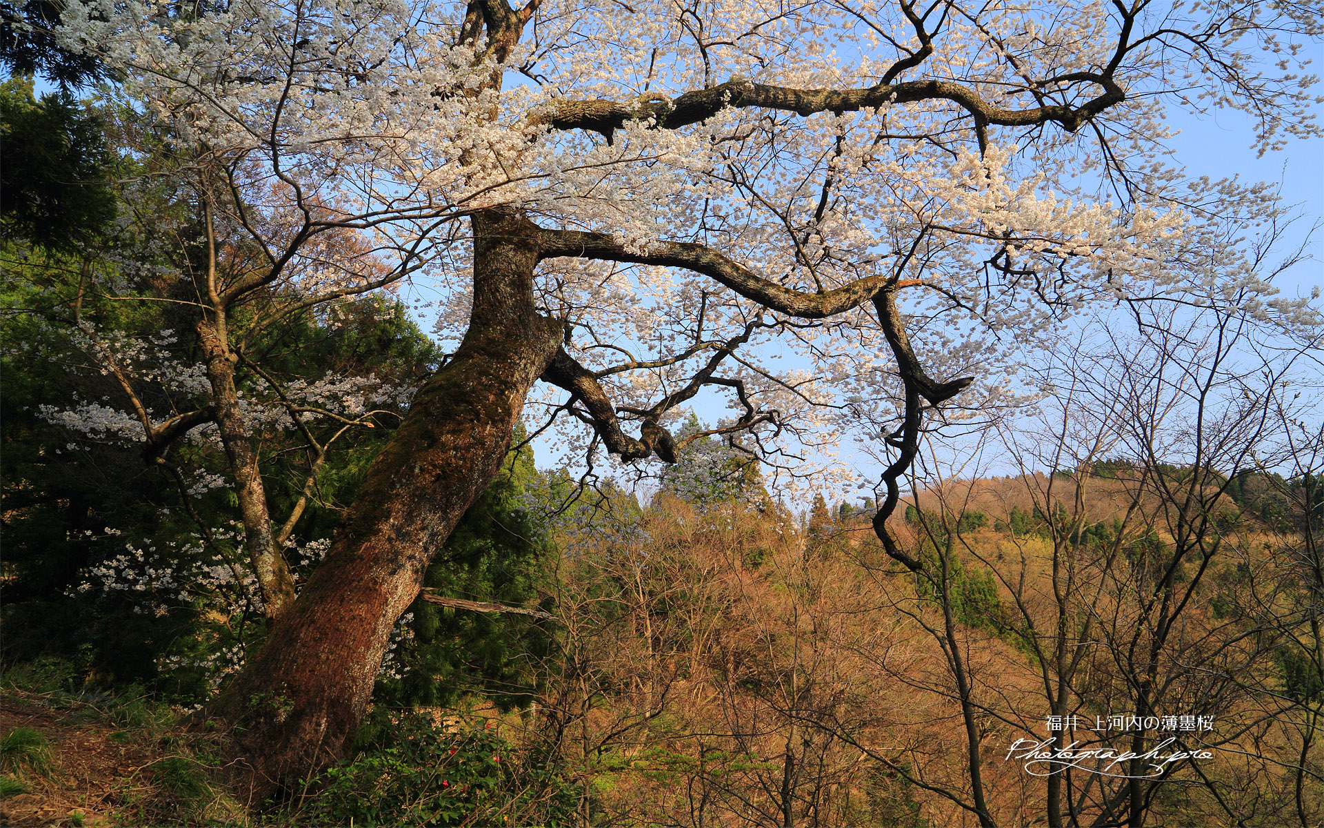 上河内の薄墨桜
