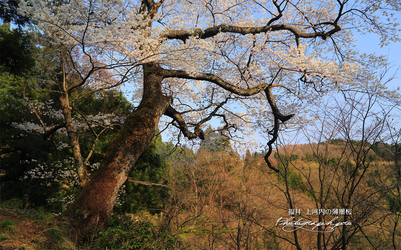 上河内の薄墨桜 壁紙