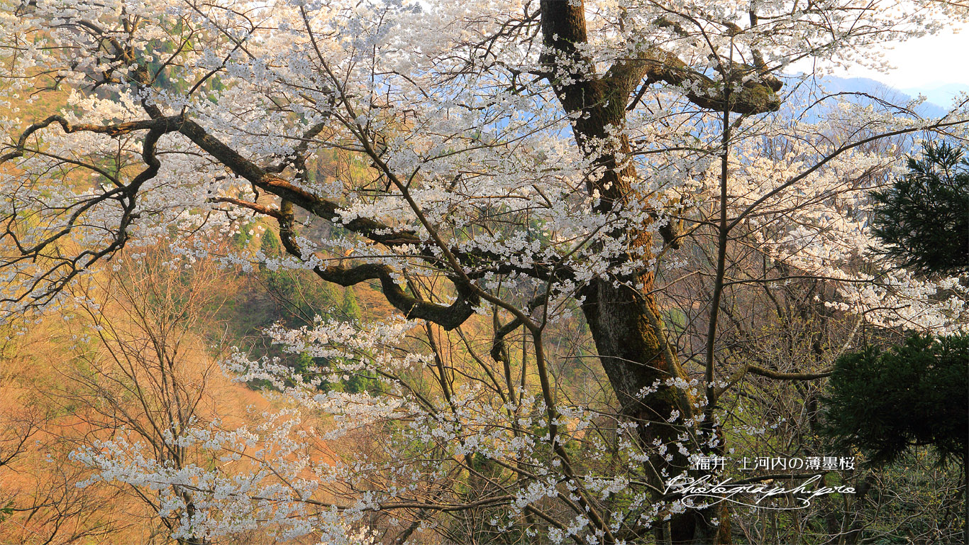 上河内の薄墨桜 壁紙