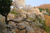 上河内の薄墨桜