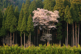 月ヶ瀬の麻蒔桜