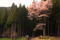 月ヶ瀬の麻蒔き桜