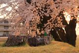 斐太南小学校の大桜