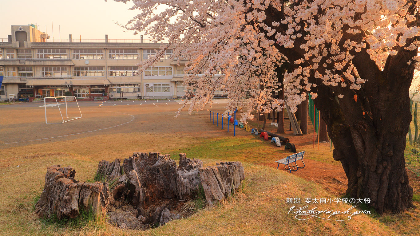 斐太南小学校の大桜 壁紙