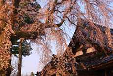 日朝寺のしだれ桜