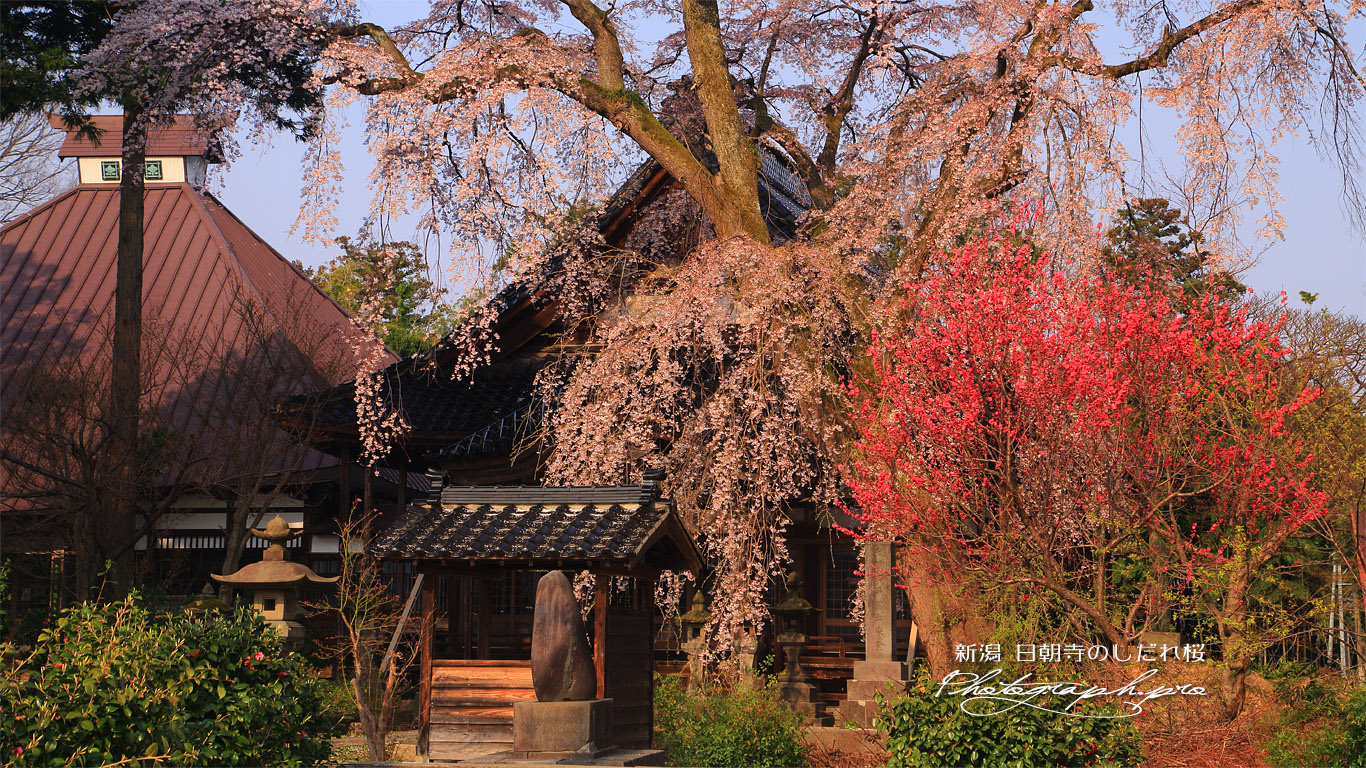日朝寺のしだれ桜 壁紙