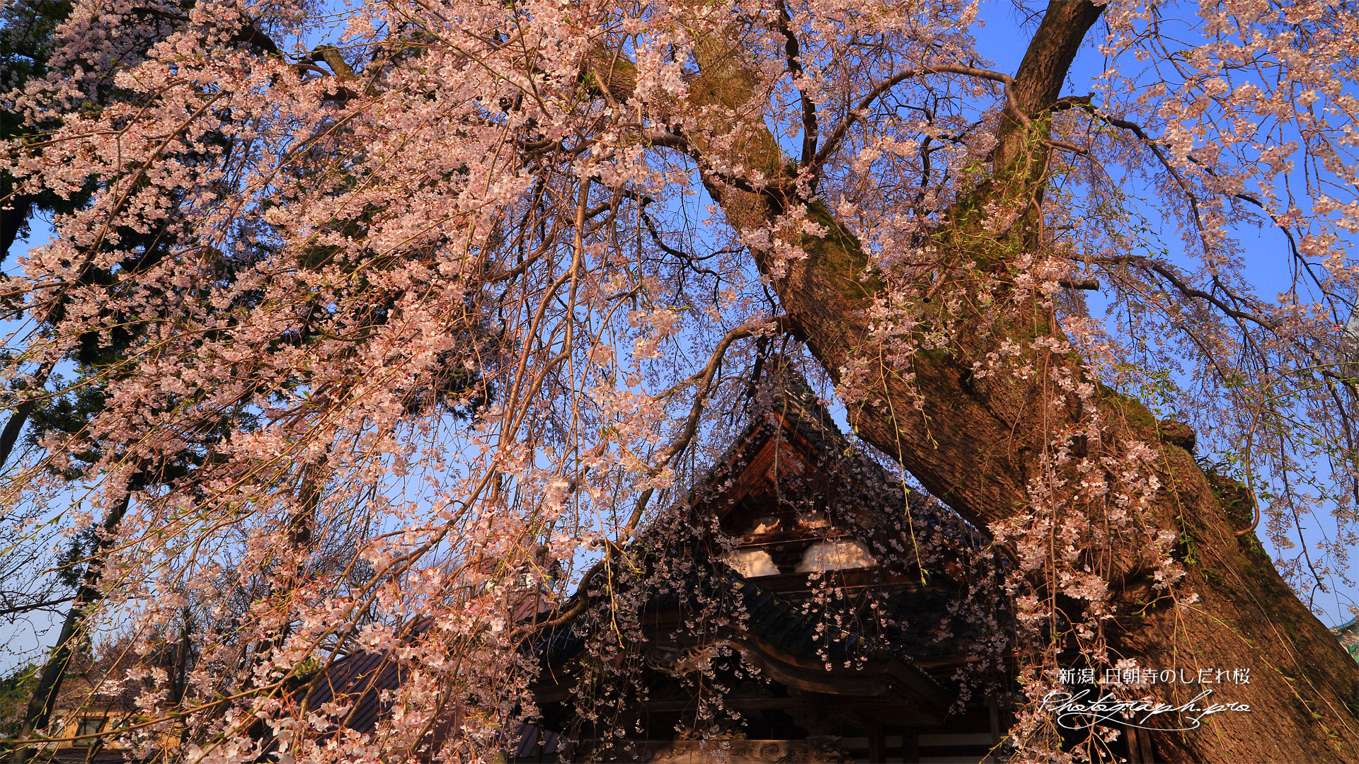 日朝寺のシダレザクラ