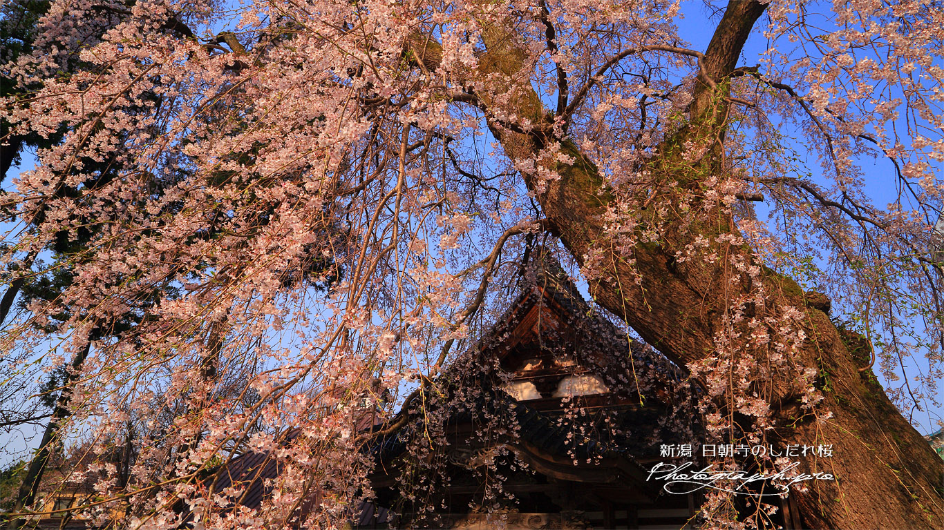 日朝寺のシダレザクラ 壁紙