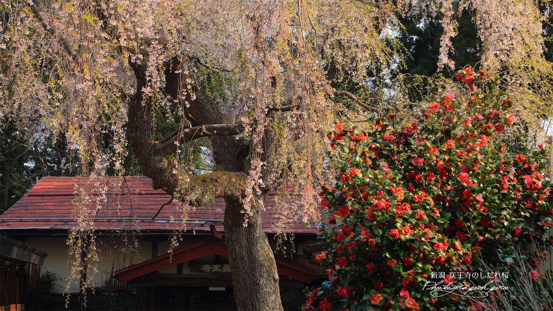 医王寺のしだれ桜