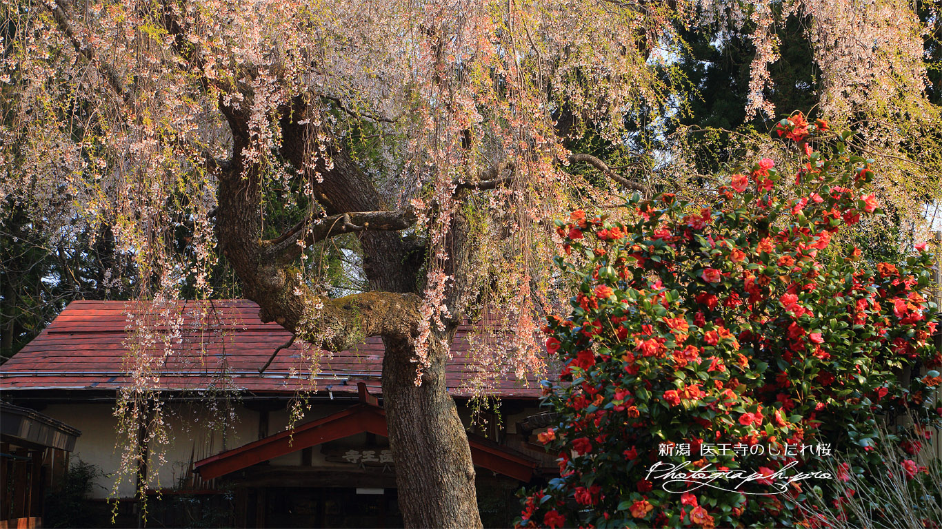 医王寺のしだれ桜 壁紙