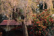 医王寺のしだれ桜