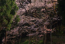 風巻神代桜