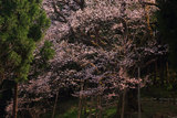 風巻神代桜
