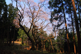 風巻神代桜
