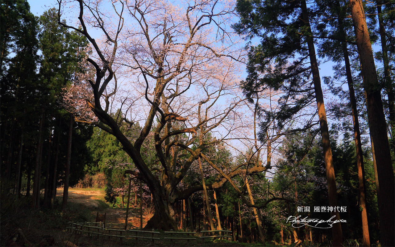 風巻神代桜 壁紙