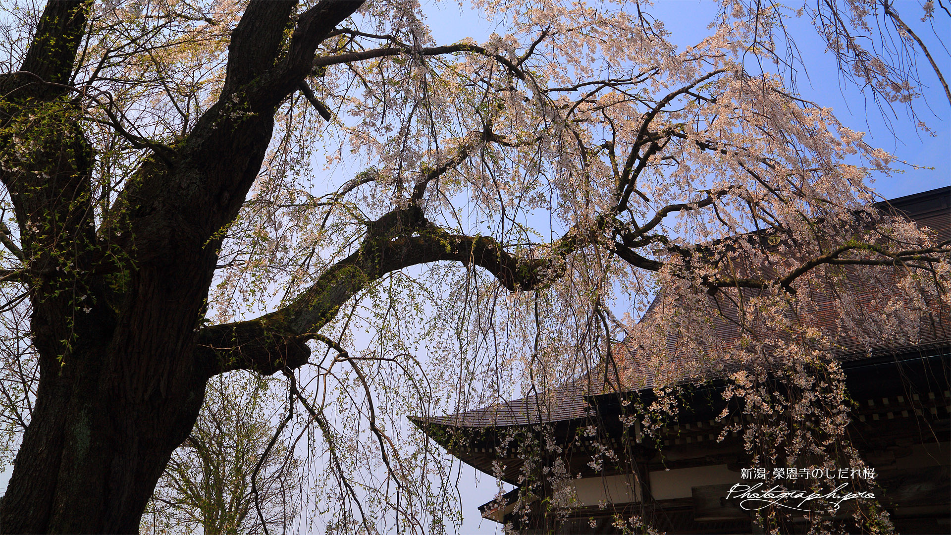 榮恩寺のしだれ桜
