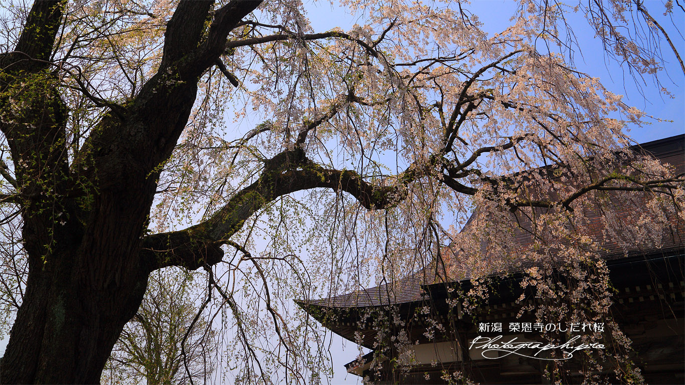 榮恩寺のしだれ桜 壁紙