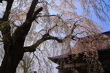 榮恩寺のしだれ桜