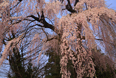 村松家のしだれ桜