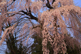 村松家のしだれ桜