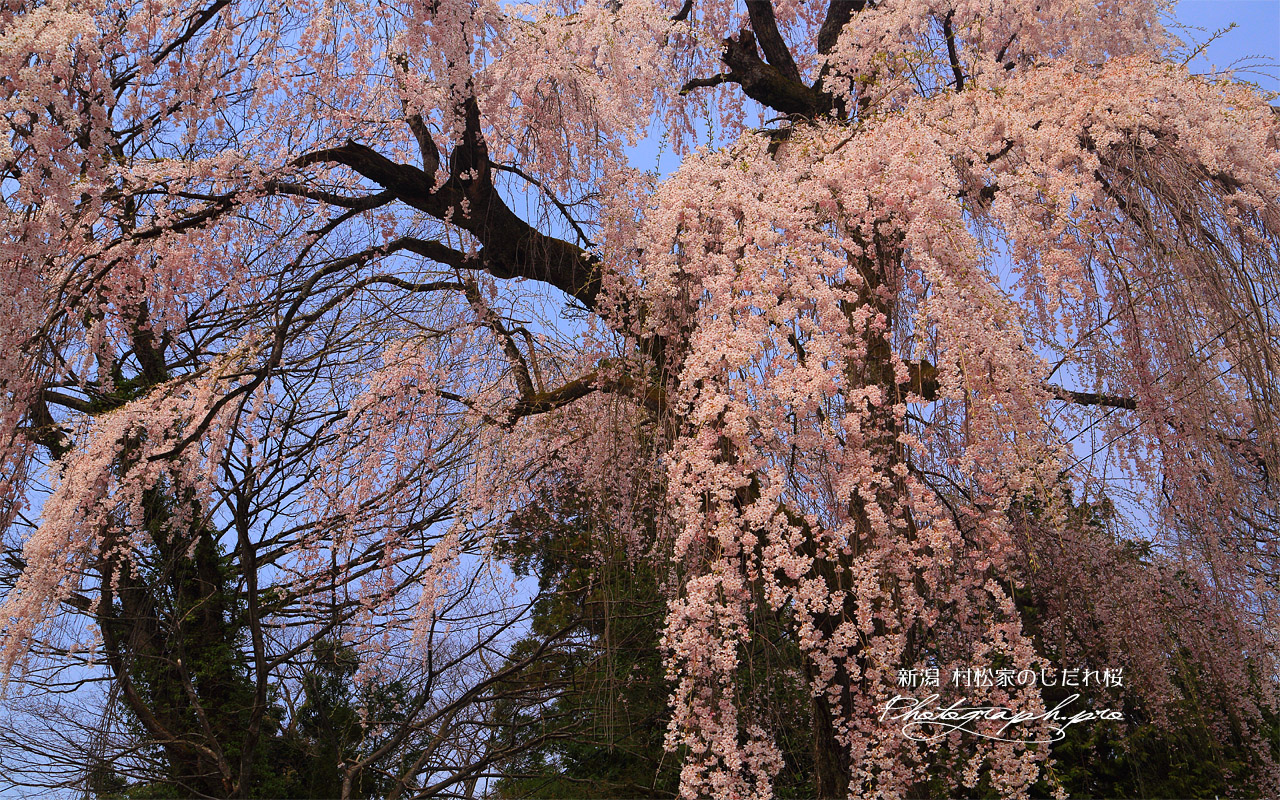 村松家のしだれ桜 壁紙