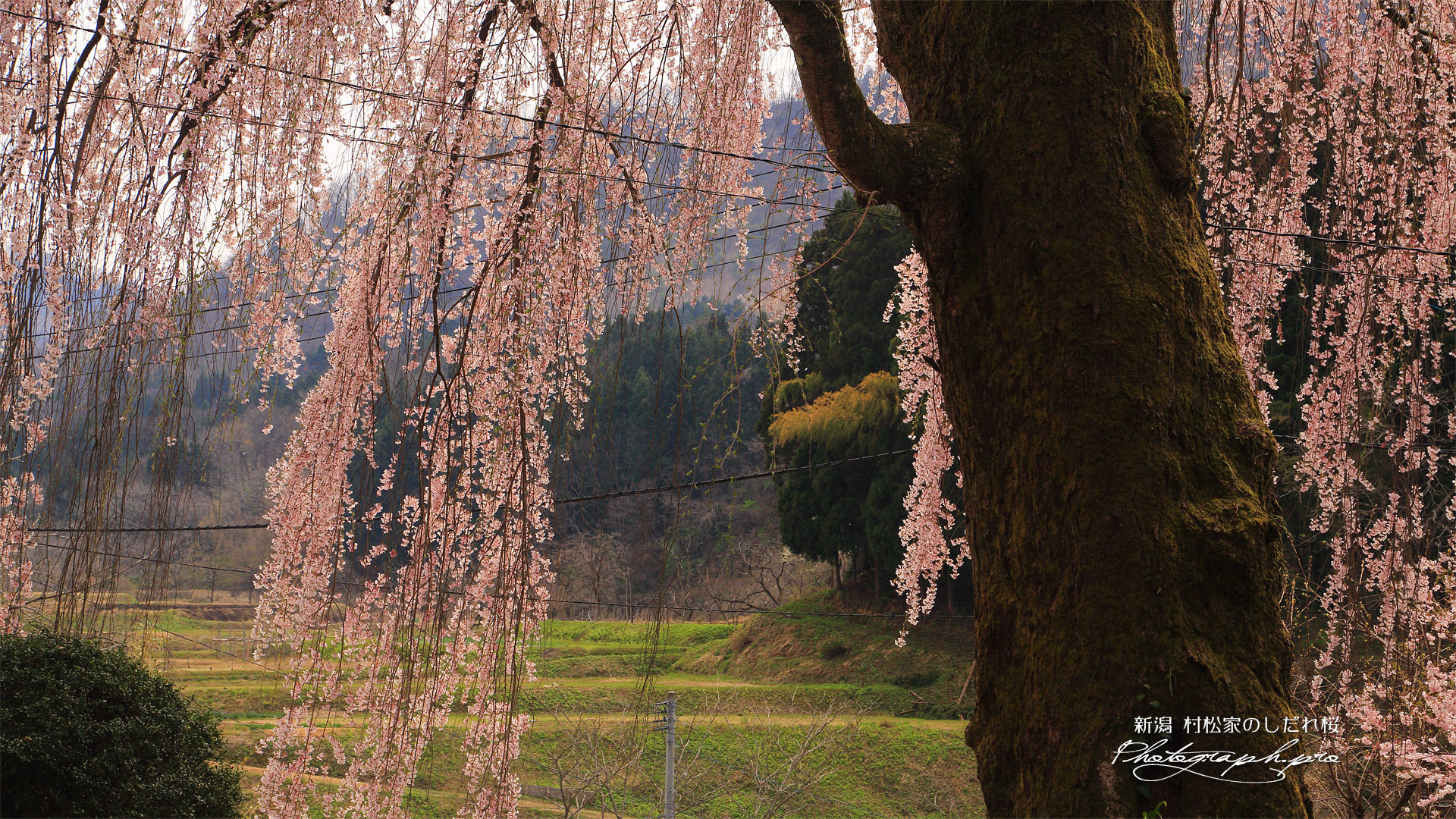 村松家のしだれ桜