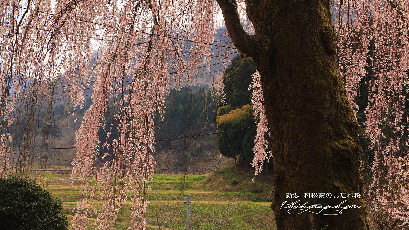 村松家のしだれ桜 壁紙