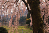 村松家のしだれ桜