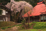 報恩寺のしだれ桜