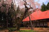 報恩寺のシダレザクラ