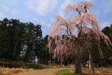 尾神のしだれ桜