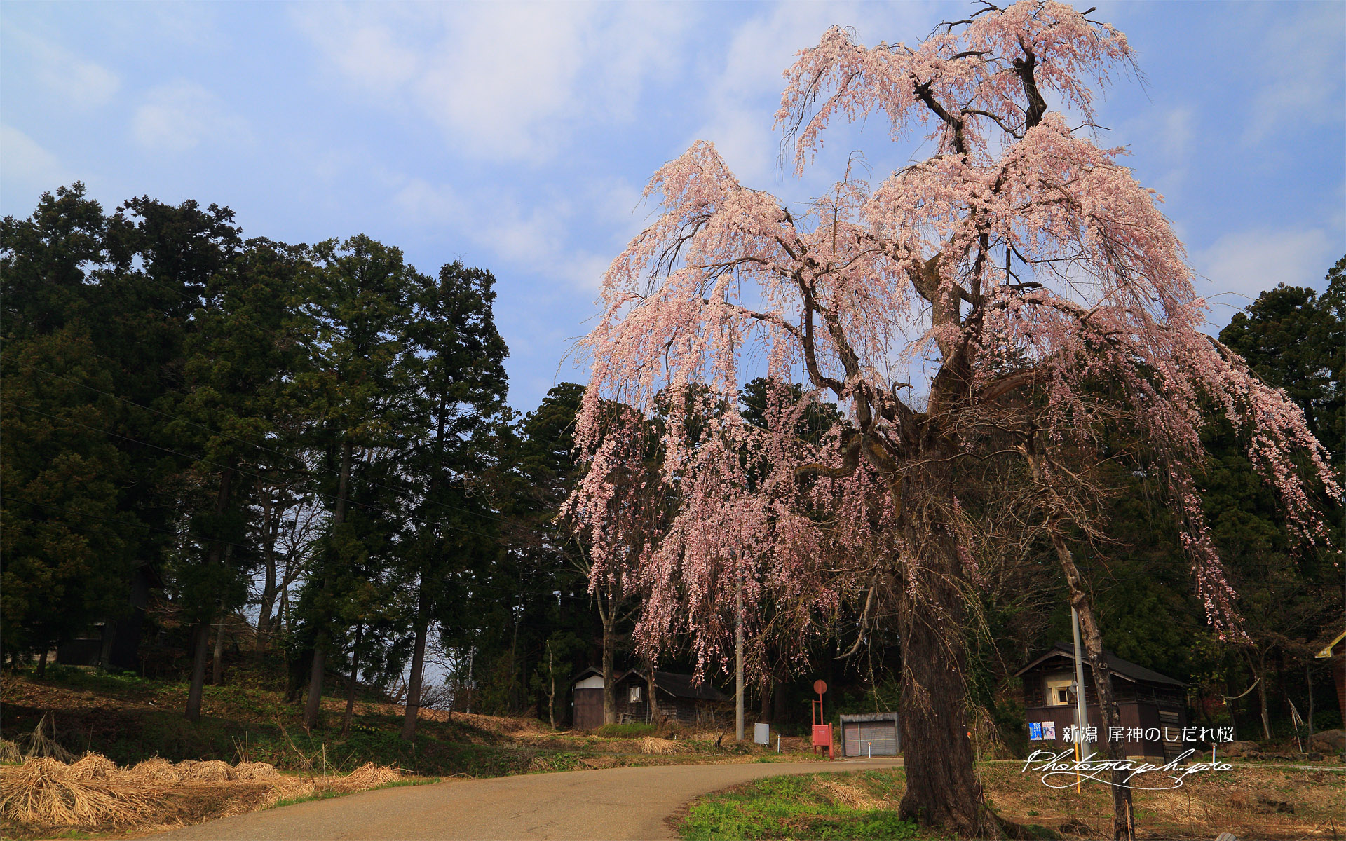 尾神のしだれ桜