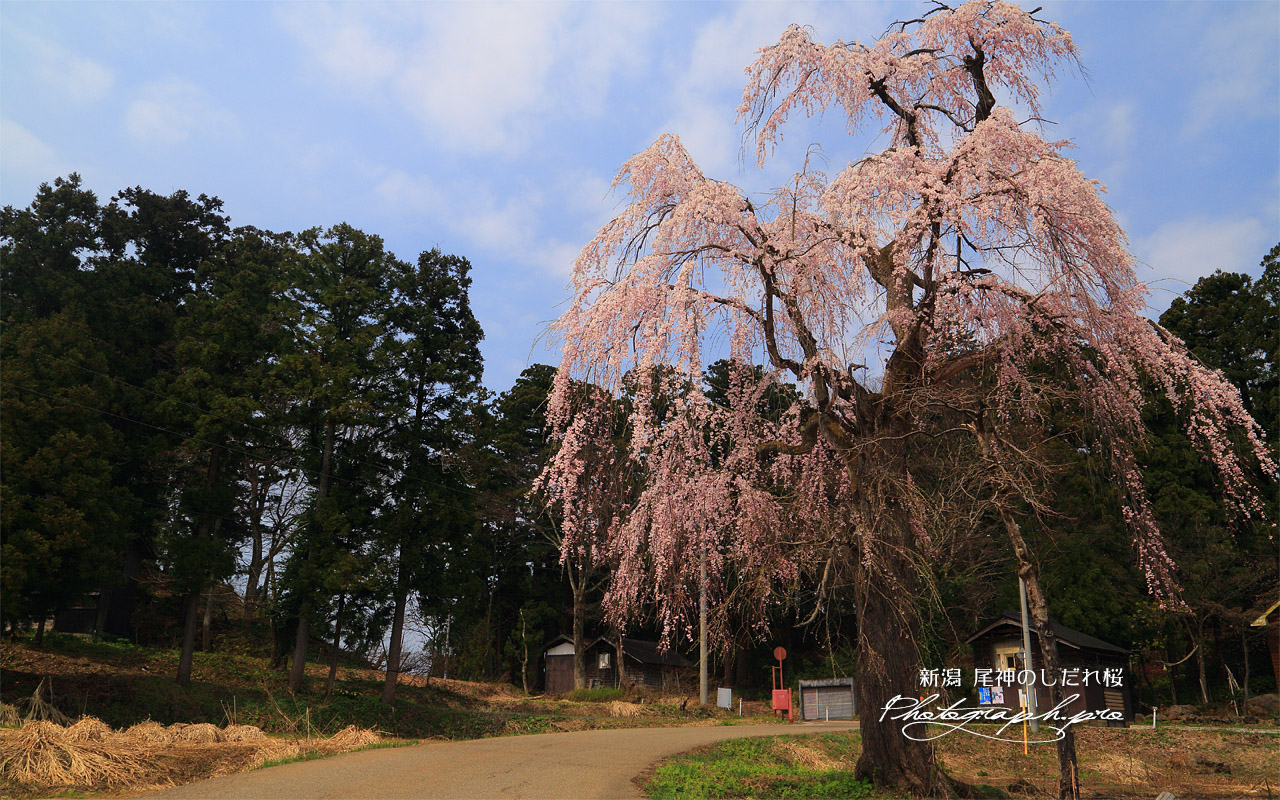 尾神のしだれ桜 壁紙