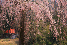 尾神のしだれ桜