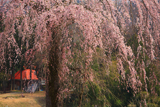 尾神のしだれ桜