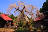 報恩寺のしだれ桜