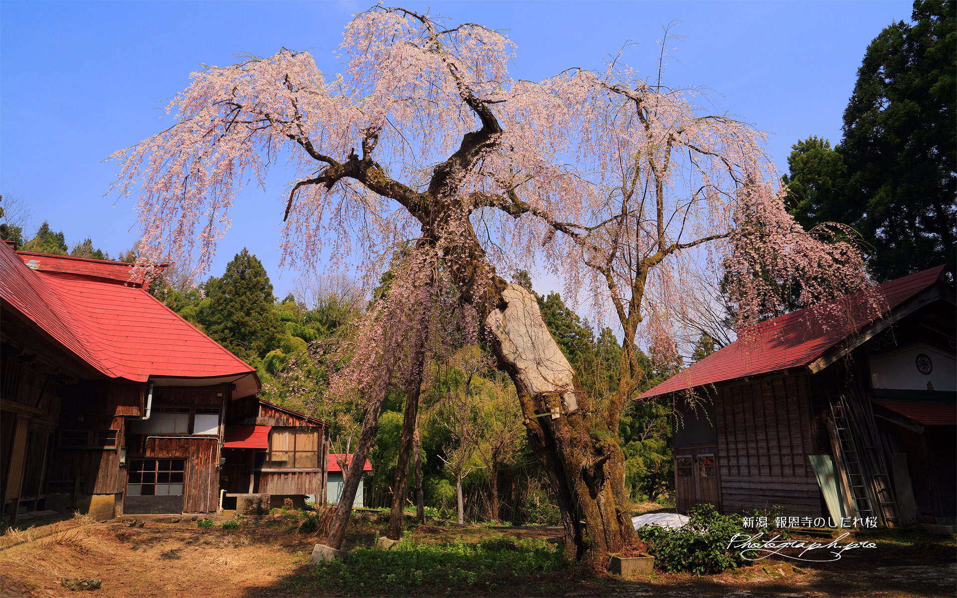 報恩寺のしだれ桜
